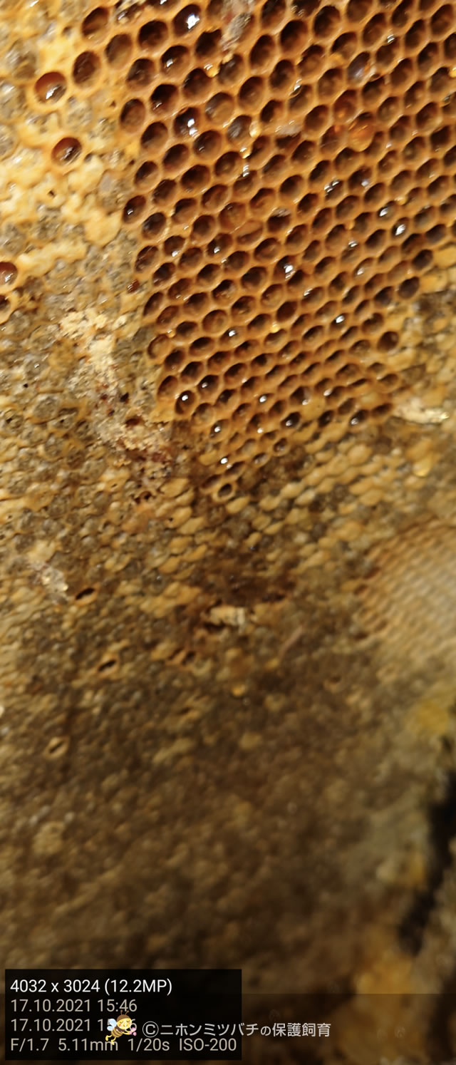 2021.10.25 ニホンミツバチ 037番